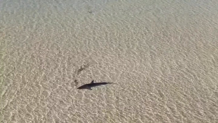 Locals and Tourist Rescue 10-Foot Great White Shark Stranded in Australia