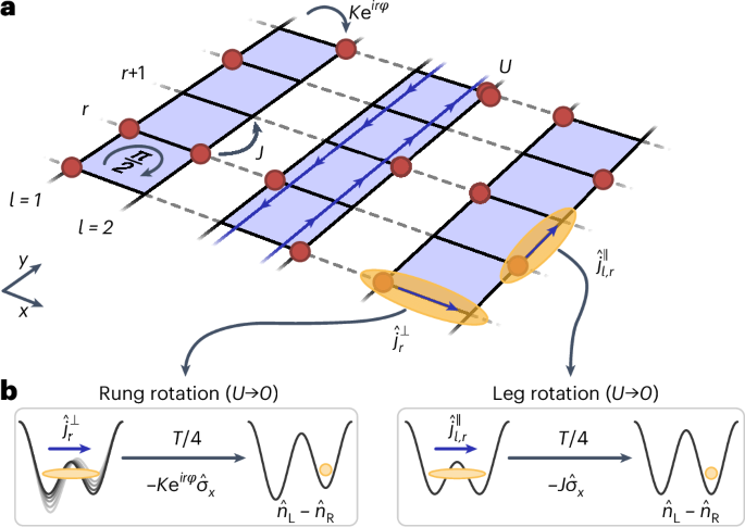 Mott-Meissner Phase Realized in Large Bosonic Flux Ladders via Quantum Simulation