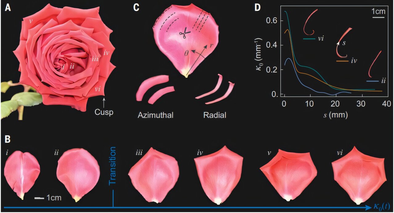 Rose Petal Shape Discovery: Geometric Frustration Mechanism Unveiled by Researchers