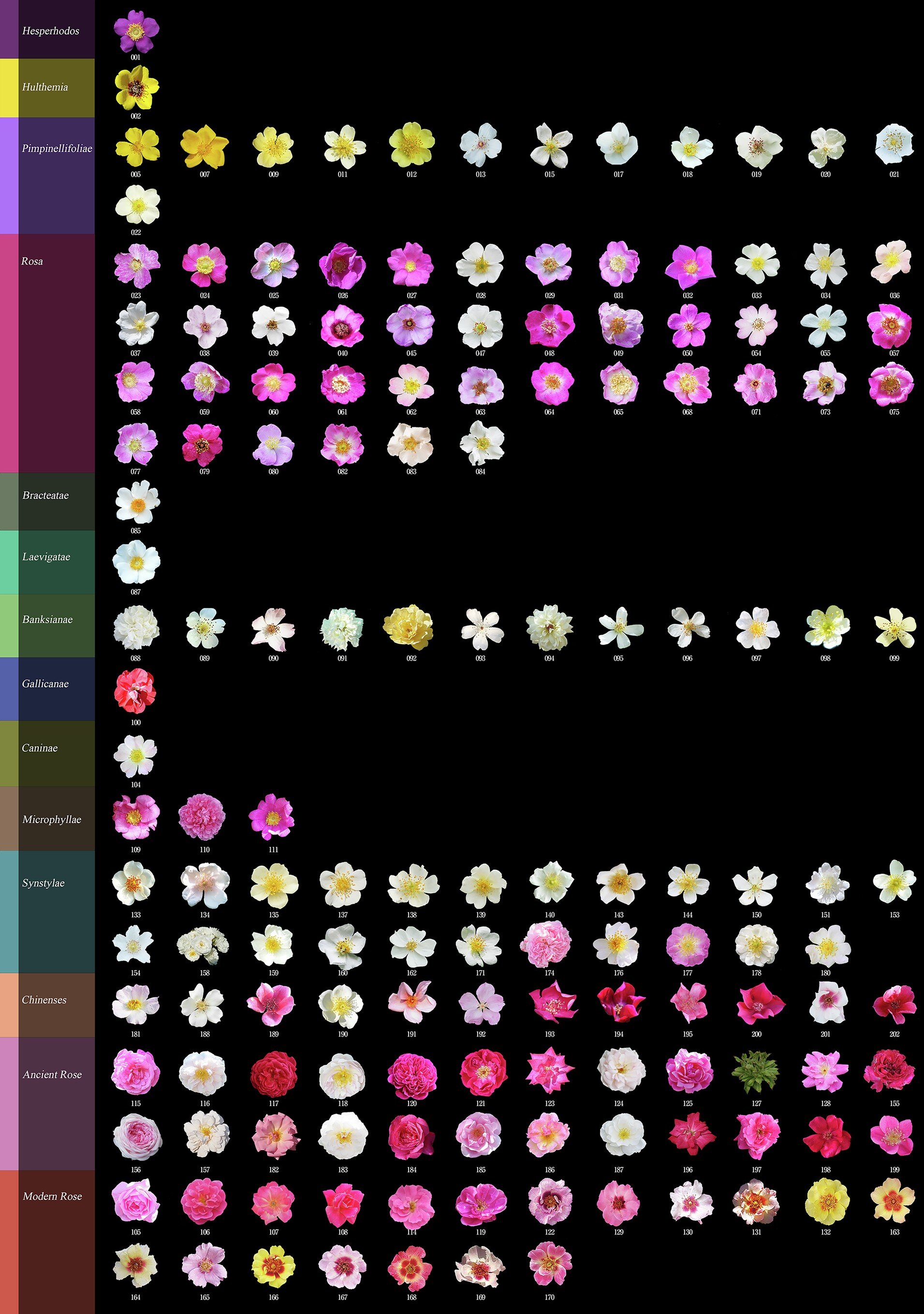 Roses' Ancestor: Genomic Study Reveals Ancient Blooms Were Likely Yellow, Not Red