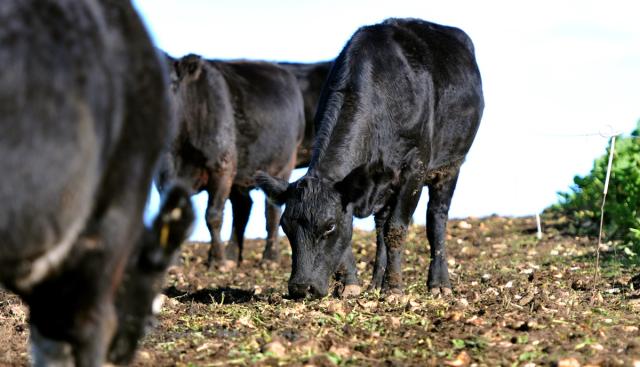 Careful Transitioning of Cattle to Winter Forage Crops Minimizes Health Risks