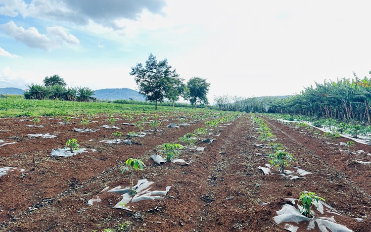 Australia-backed project aims to improve cassava genetics in Vietnam, Southeast Asia