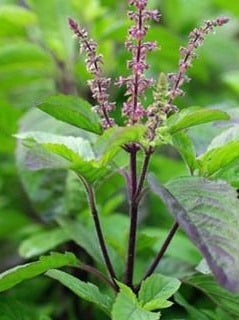 Limited Information: Potential Health Benefits of Raw Tulsi Leaves