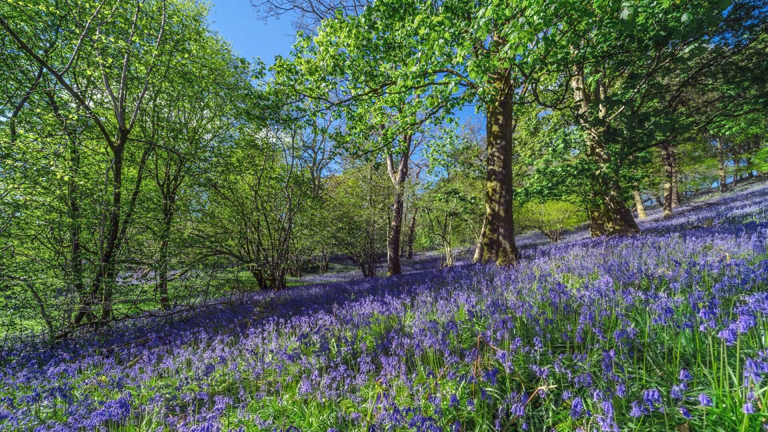 Spring Flowers in Europe Offer Natural Therapy for Stress and Anxiety