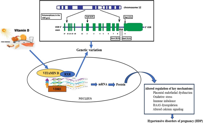 Vitamin D Receptor Gene Variants: Association with Hypertensive Disorders of Pregnancy