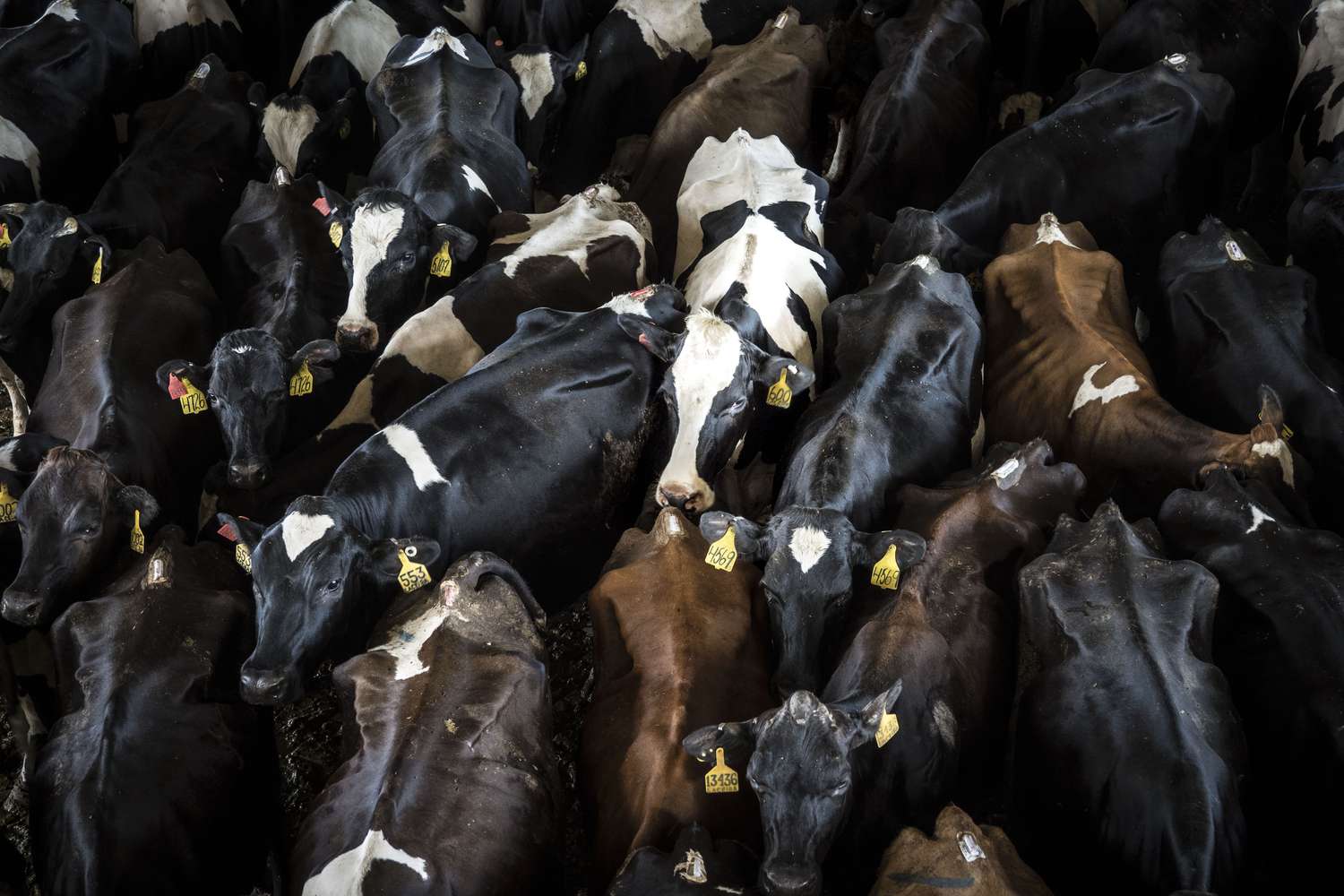 Beef-on-Dairy Trend Gains Momentum: Genetics, Market Dynamics, and Industry Insights