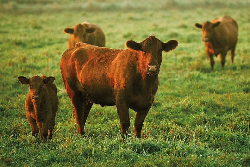 BVDV: Significant Threat to Beef Industry Productivity and Herd Health