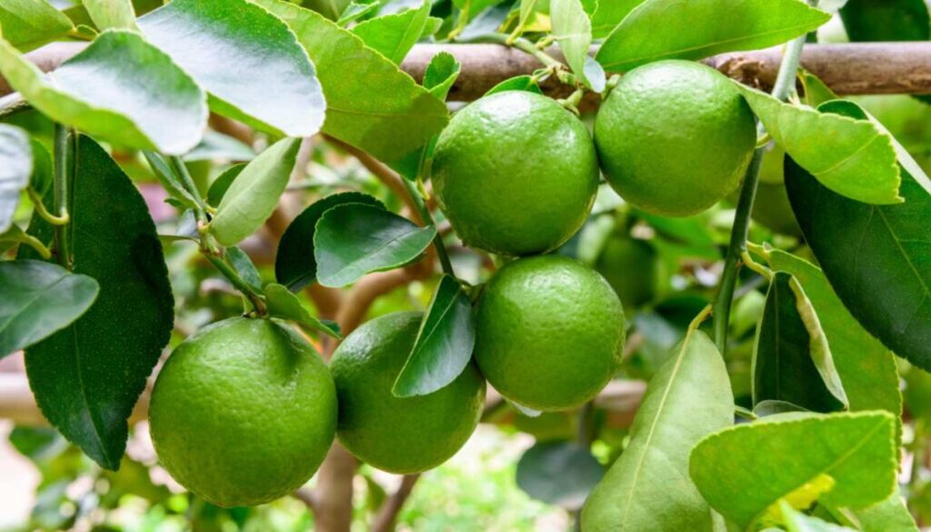 Dominican Republic to Revitalize Citrus Sector with California Genetic Material