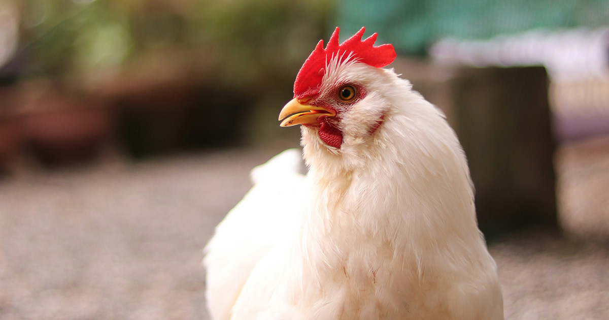 Poultry Research: Slow-Grow Method's Impact on Broiler Chicken Behavior Investigated