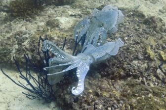 Cuttlefish Use Distinct Arm Gestures for Communication: A Potential Sign Language