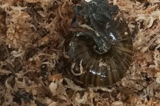 Rare New Zealand Carnivorous Snail Filmed Laying Egg from Neck for First Time