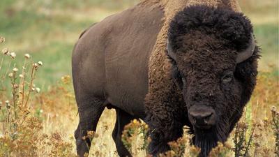 Florida Man Gored by Bison in Yellowstone, First Incident of 2025