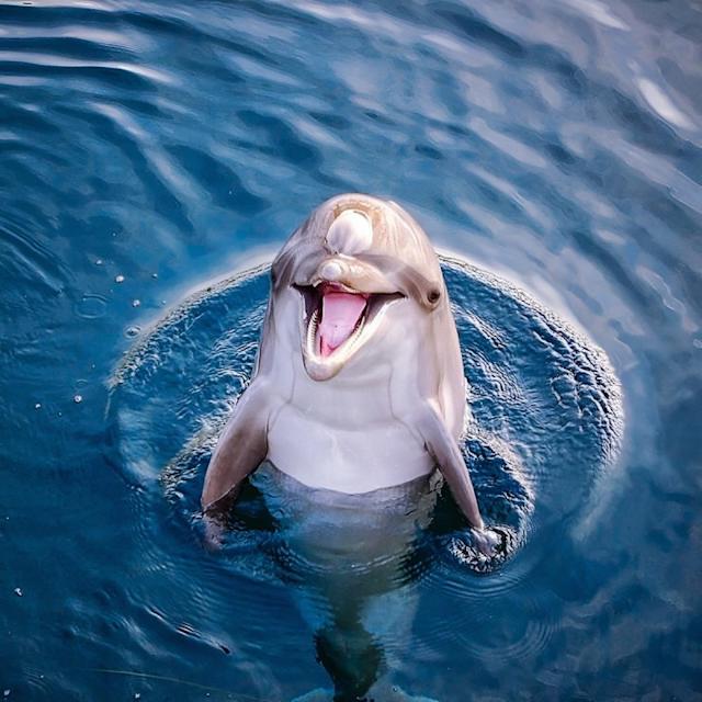 Boy's Dolphin Encounter Sparks Debate: Joy vs. Harm to Wildlife