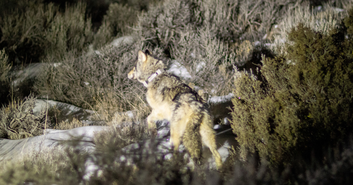 Colorado Parks and Wildlife Commission Addresses Wolf Depredation Claims, Reintroduction Program