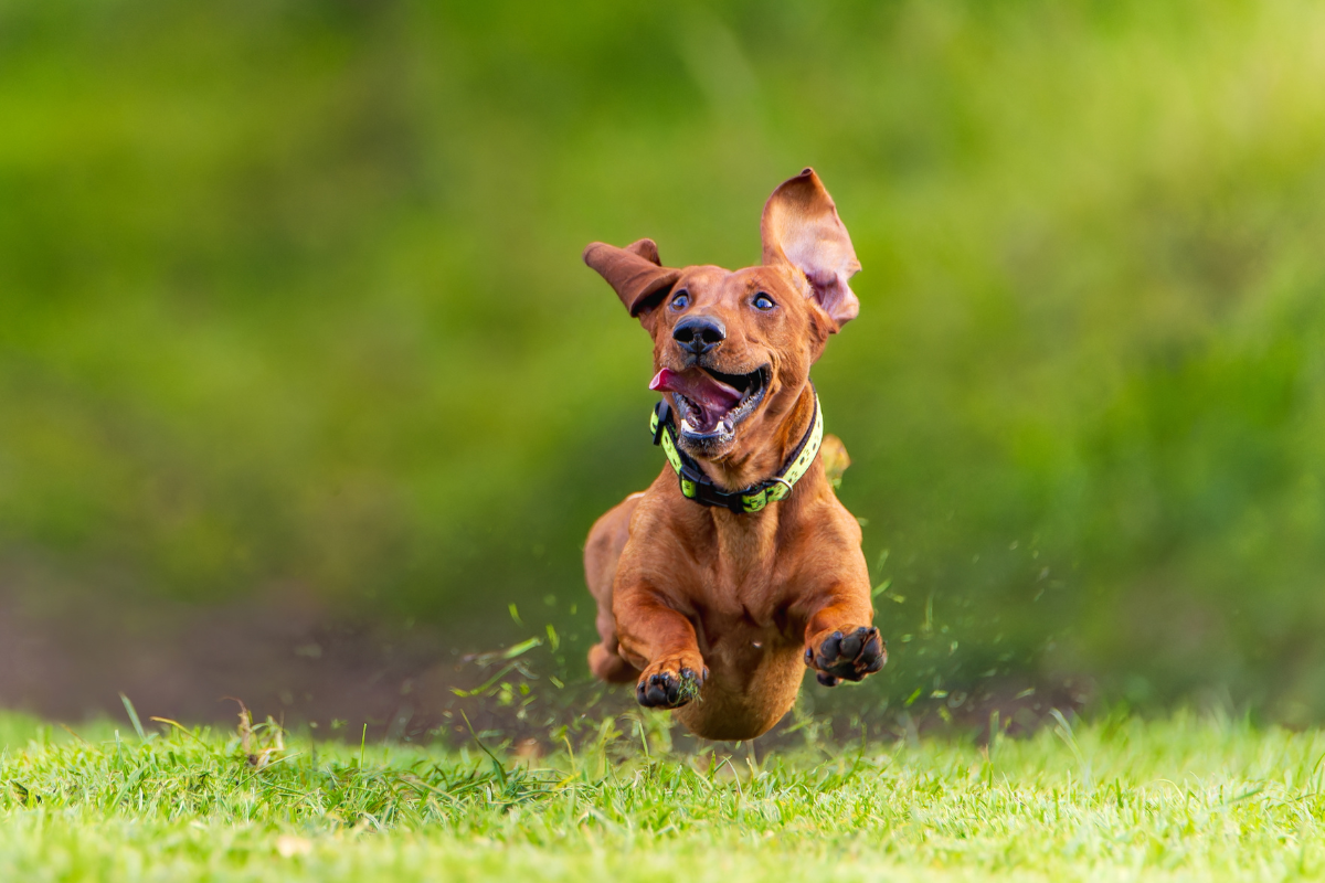 Dachshund's Dramatic Encounter with Deer in Yard Goes Viral on TikTok