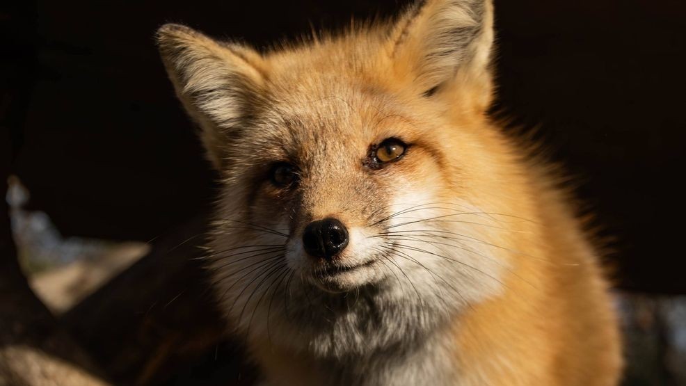 Turtle Bay Mourns Loki, Beloved Fox Ambassador, After 13 Years of Service