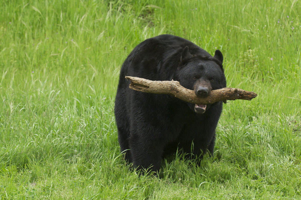 Rescued Black Bear Kobuk Enjoys Twirling Tree Branches Like a Child