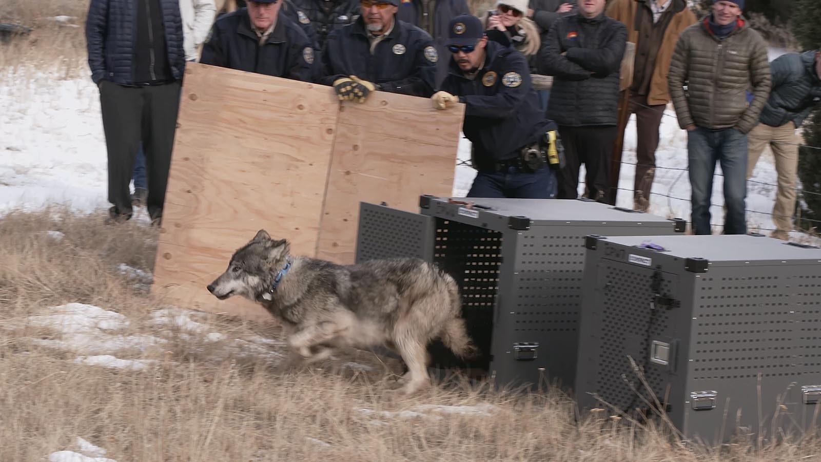 Colorado Wolf Logs 1,230 Miles After Reintroduction, Crosses State Lines