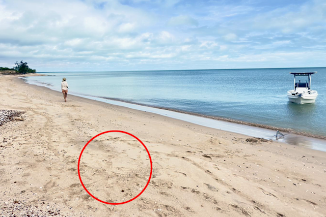 Couple's Close Call: Crocodile Stalks Fishermen on Cape York Beach