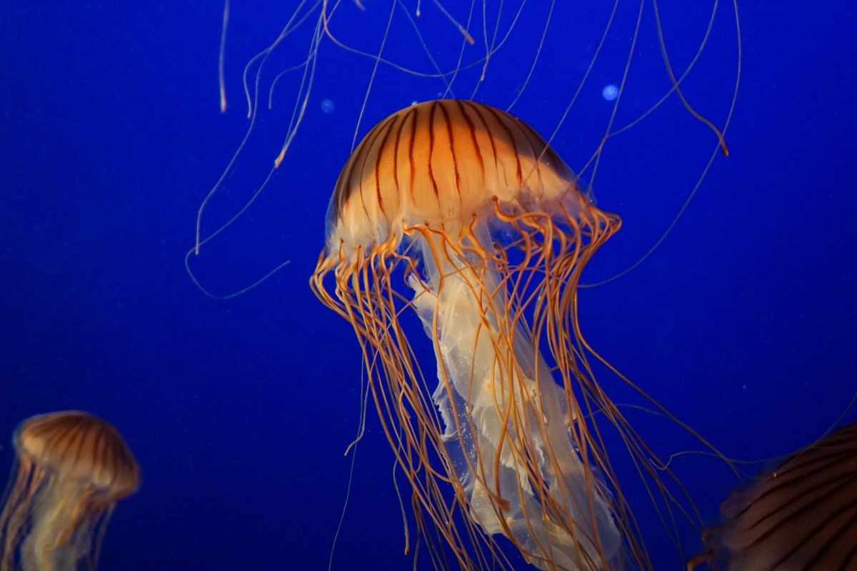 Teenager Swims Cook Strait, Endures Thousands of Jellyfish Stings