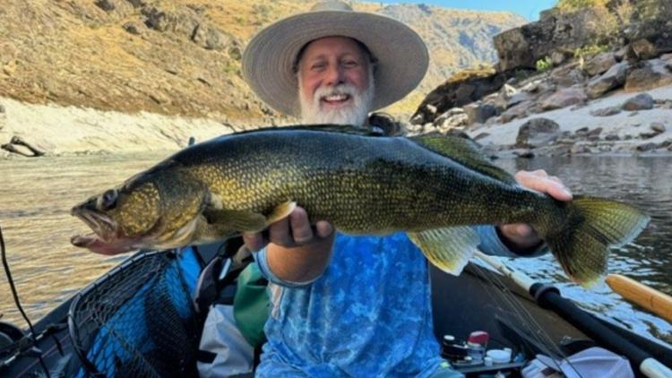 Walleye Threatens Idaho Salmon: Minnesota Angler's Dream Becomes Idaho's Nightmare