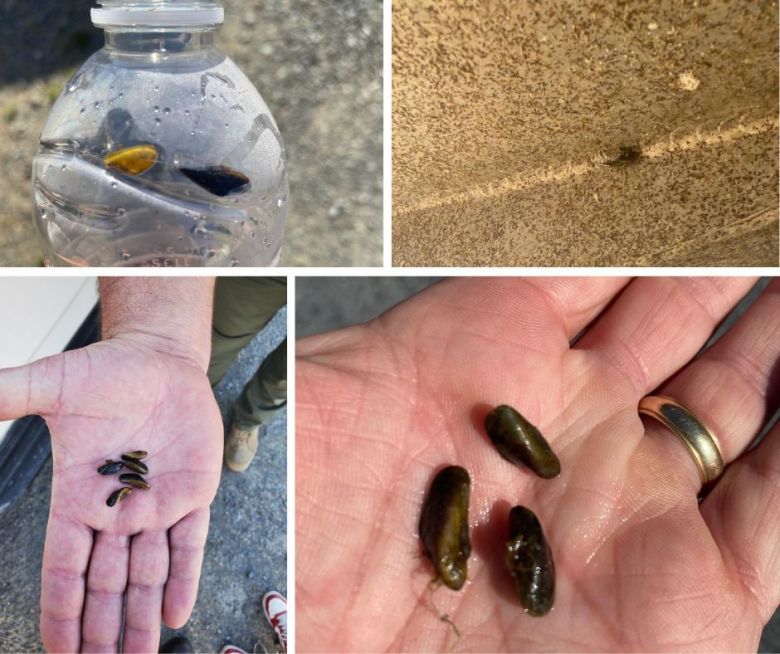 Invasive Golden Mussels Found on Boat at Folsom Lake, Quarantine Initiated