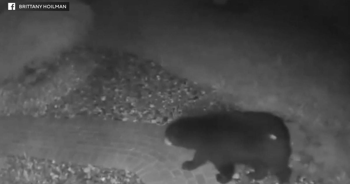 Bear Sightings Reported in Southeastern Pennsylvania Counties