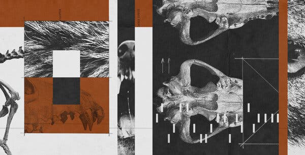 Colossal Biosciences' 'Dire Wolves': De-Extinction Effort Sparks Debate on Ethics and Conservation