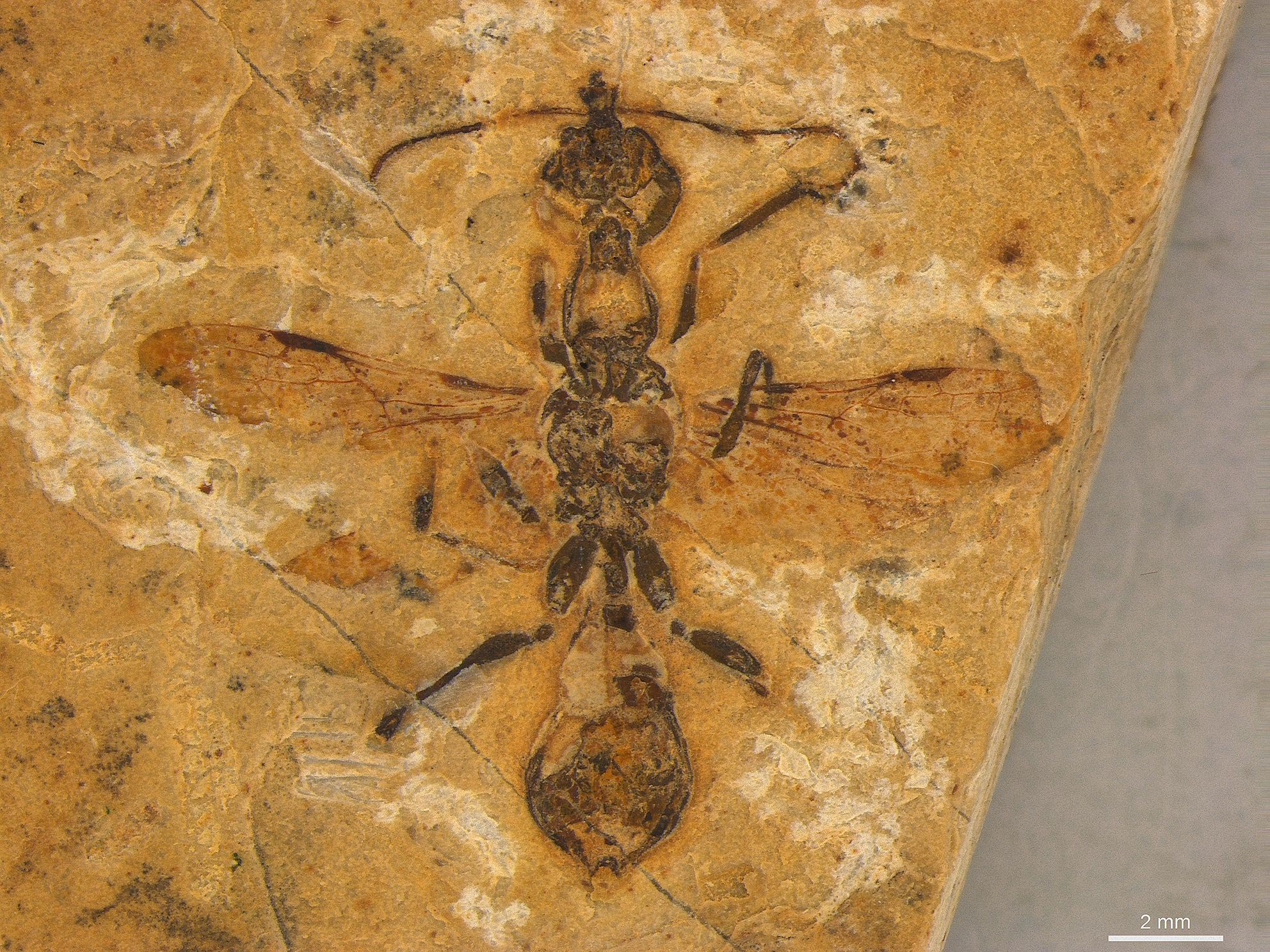 Oldest Ant Fossil: 113-Million-Year-Old 'Hell Ant' Unearthed in Brazil