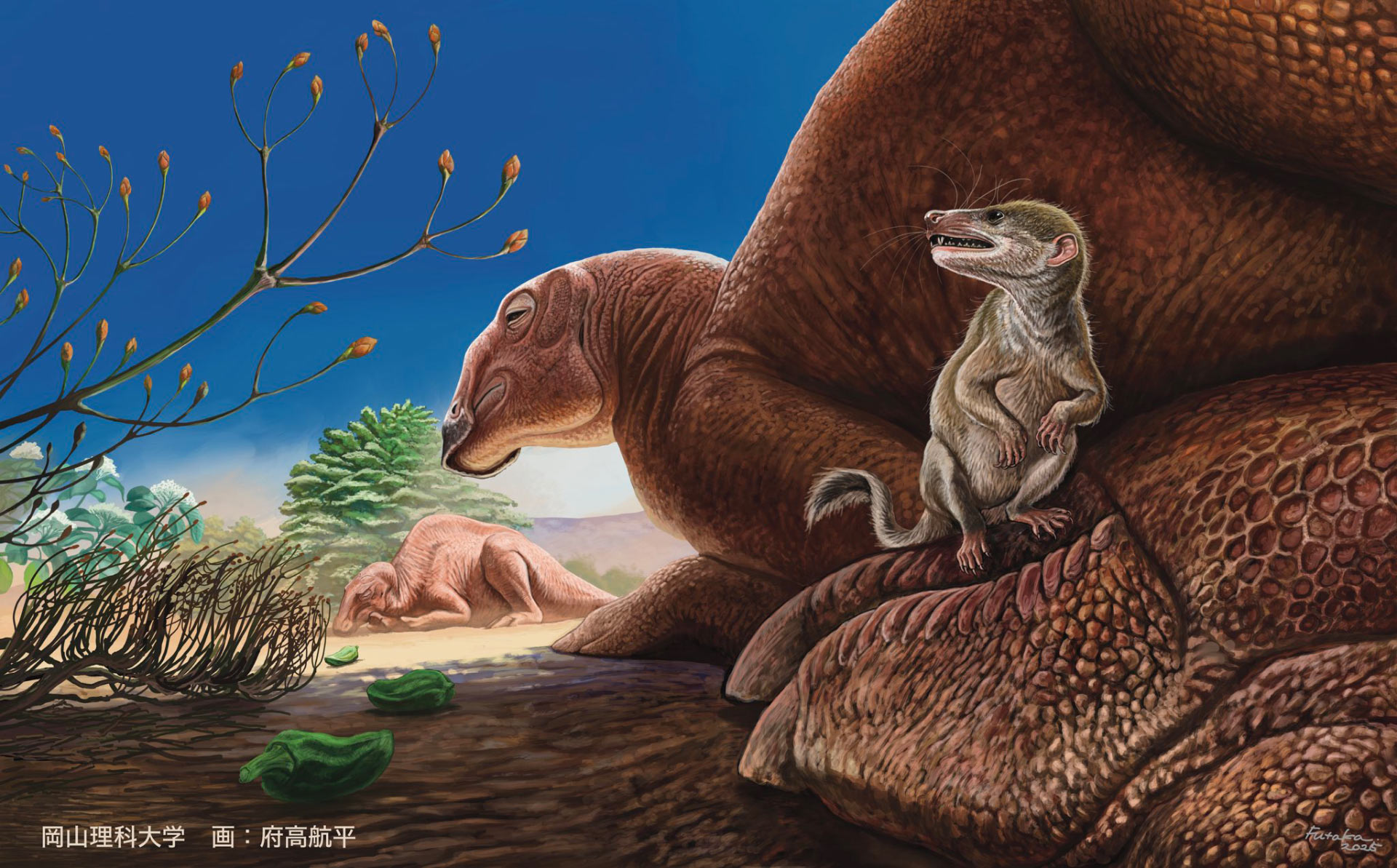 New Mouse-Sized Mammal Fossil, Ravjaa ishii, Discovered in Gobi Desert