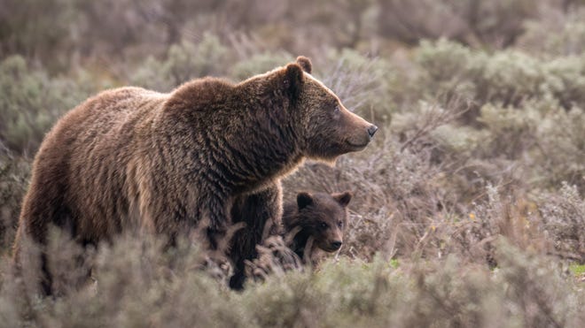 Grizzly 399's Cub Killed by Vehicle in Grand Teton National Park