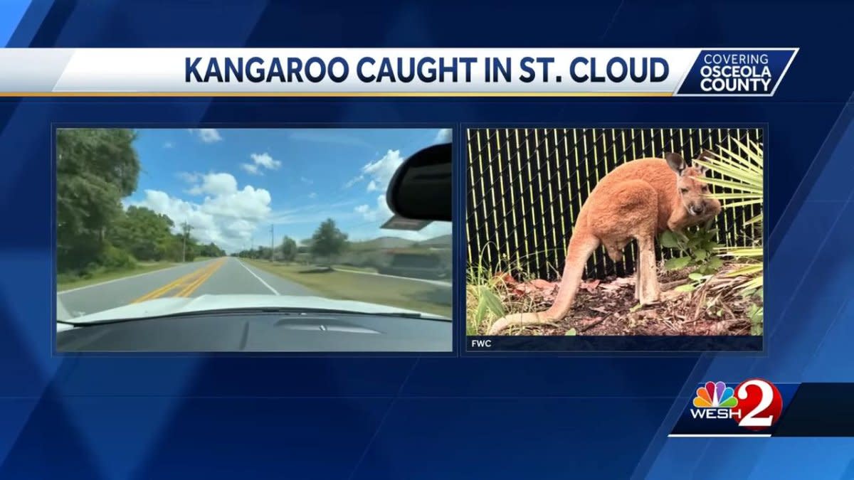 Kangaroo Captured in St. Cloud, Florida: Owner Search Underway