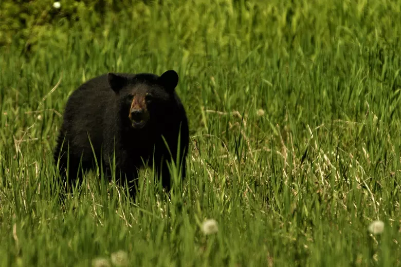 Black Bear Sightings Increase in Iowa, Hinting at Potential Population Growth