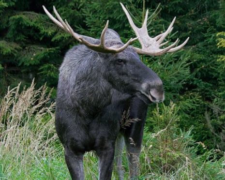 Elk Could Return to UK After 3,000 Years in Rewilding Project