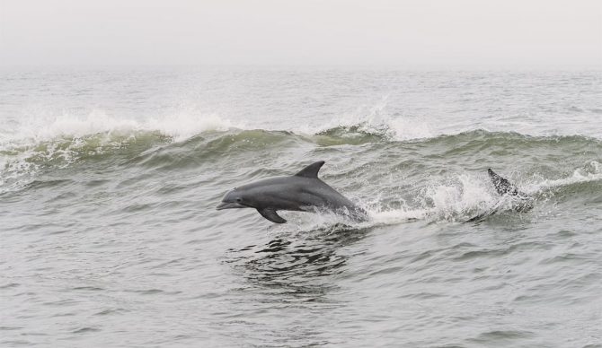 Dolphin Communication: Research Suggests Language-Like System, AI Tooling, and "WTF" Whistles