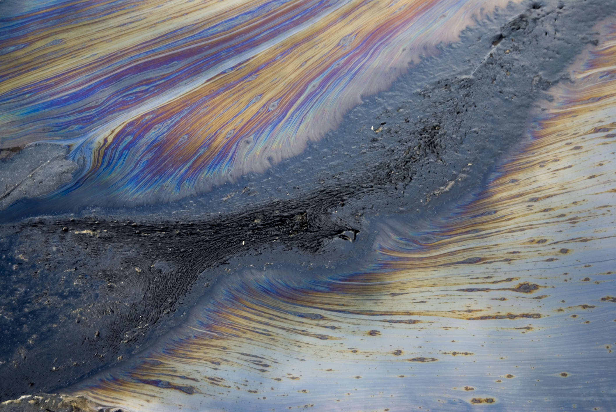 Engineered Bacteria Degrades Five Pollutants Simultaneously, Potential for Oil Spill Cleanup