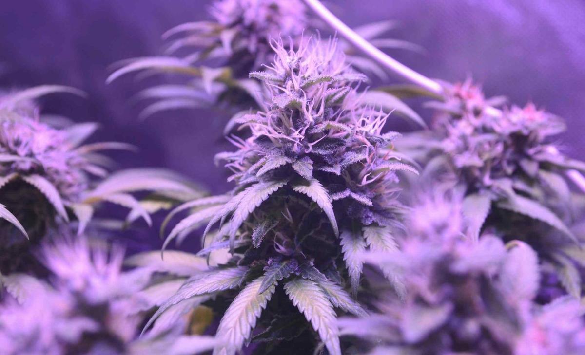 Study Links Marijuana Use to DNA Changes: Epigenetic Markers Identified