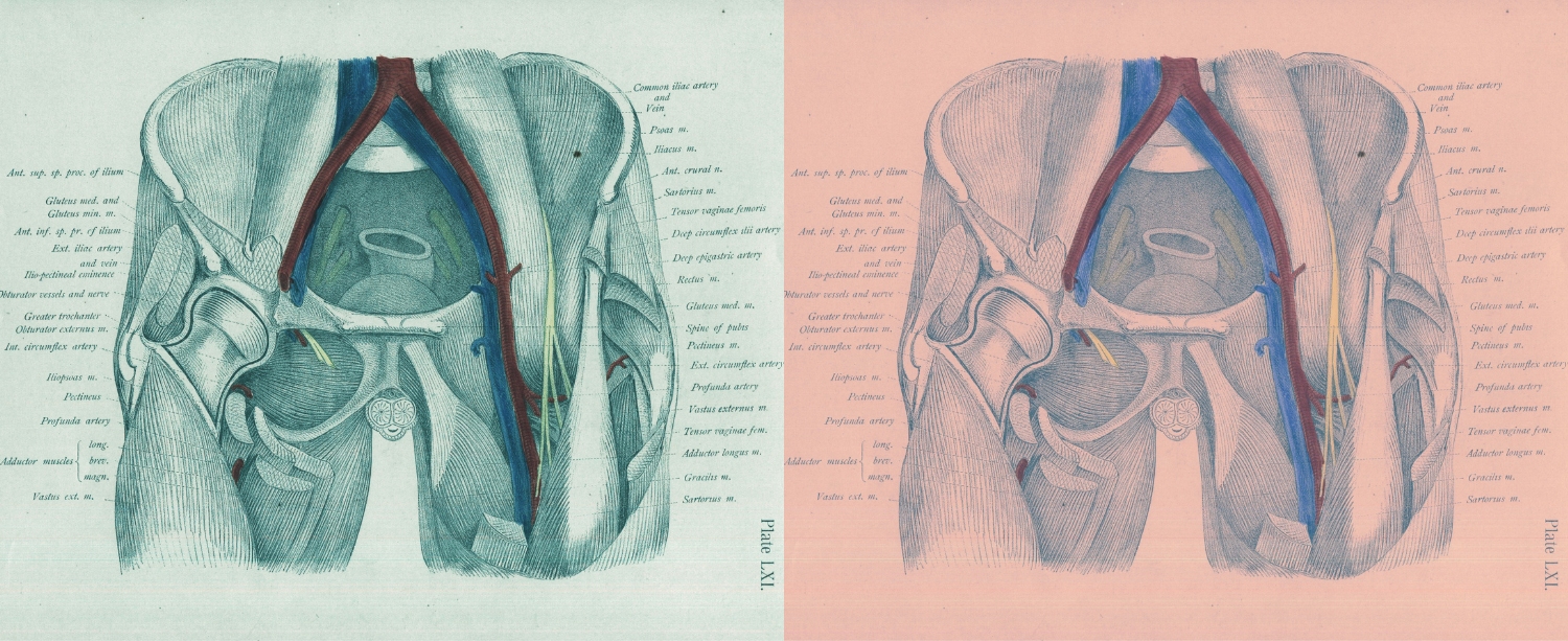 The Psoas: Understanding and Optimizing the Body's Most Important Muscle