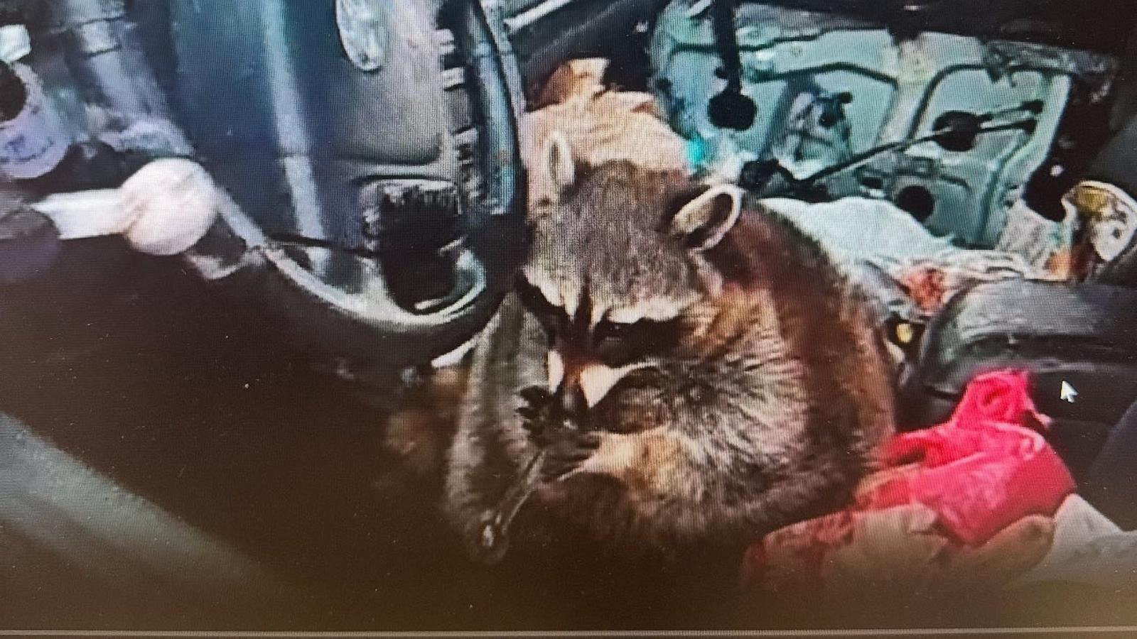 Ohio Woman Arrested After Raccoon 'Chewy' Found with Meth Pipe in Car