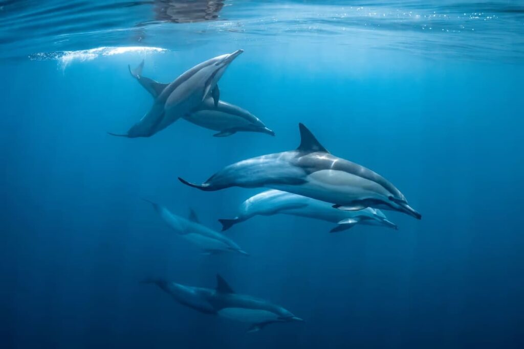 Dolphin Die-Off Along English Coast: Pollution and Warming Waters Blamed