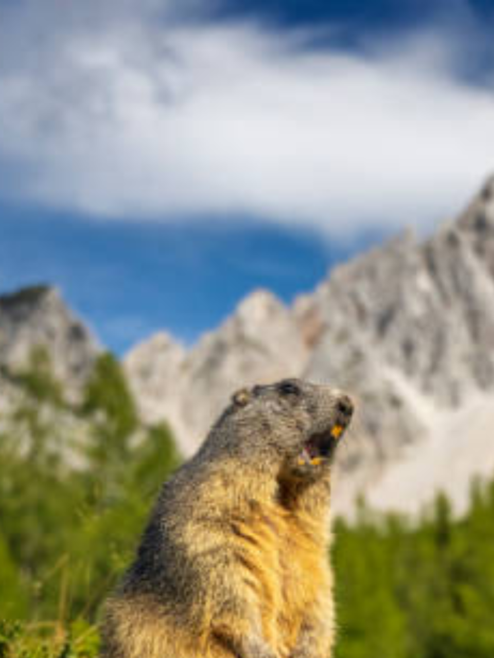 Top 10 Longest Hibernating Animals: From Dormice to Lemurs