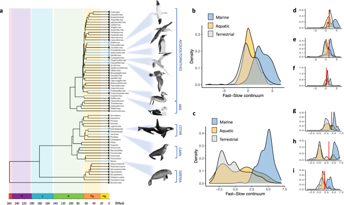 Marine Endotherms: Adapting to Ocean Life Drives Evolution of Slower Life Histories