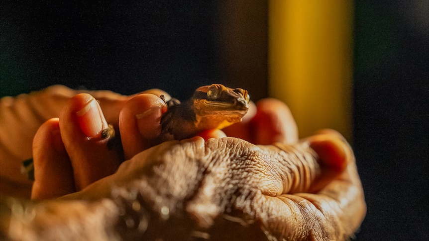 New Caledonia Geckos: Social Media Fuels Poaching of Endangered Species