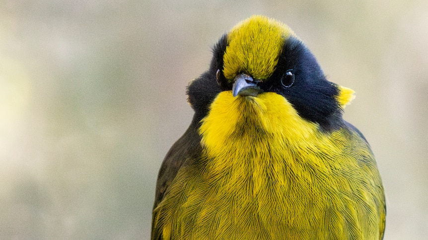 Helmeted Honeyeaters Returned to Wild in Victoria After 40-Year Absence