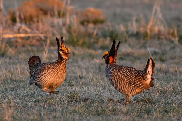Trump Administration Seeks to End Protections for Lesser Prairie Chicken