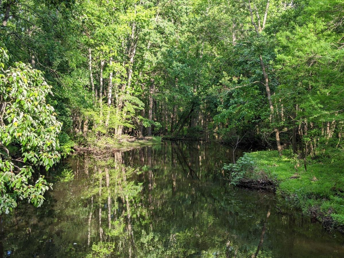 Sewage Spill of 5,000 Gallons Contaminates Jeffries Creek in Florence, SC