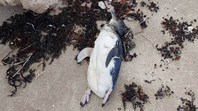 Dead Penguins Wash Ashore on Eyre Peninsula Beaches; Algal Bloom Suspected