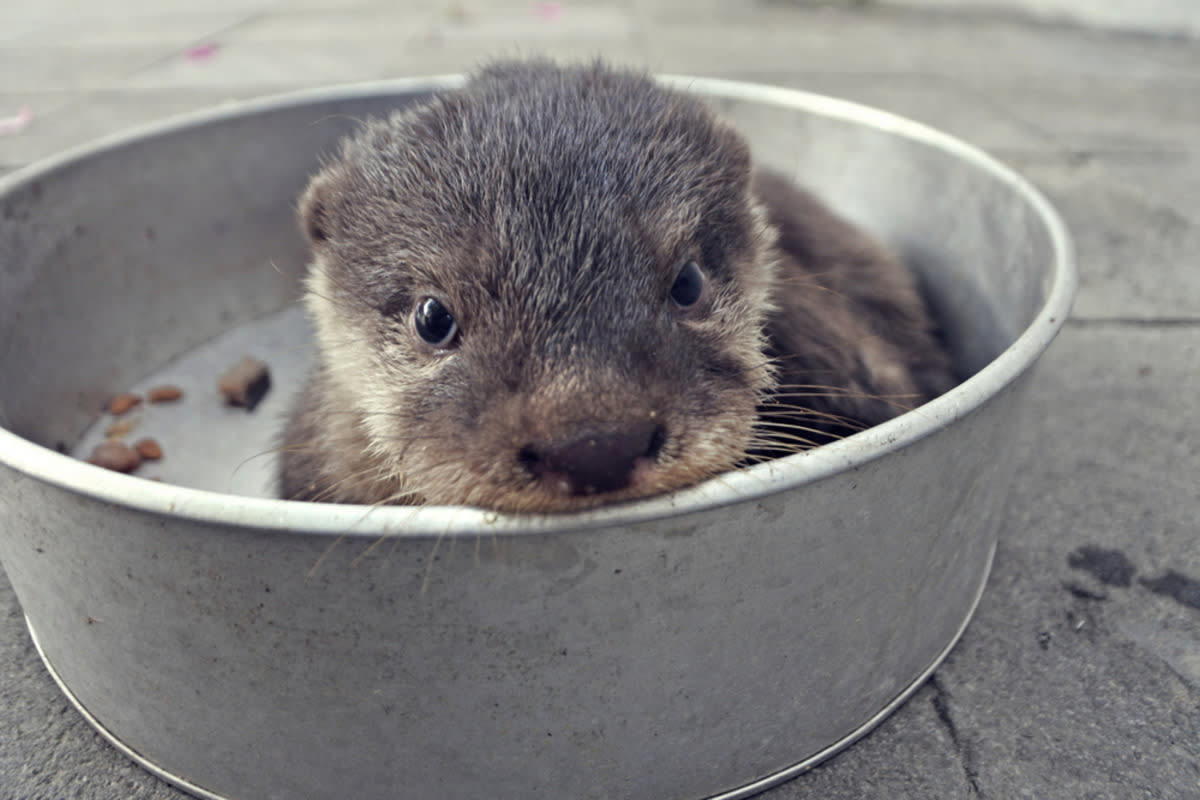 Baby Beaver 'Dylan' Rescued After Flooding, Finds Sanctuary at The Pipsqueakery