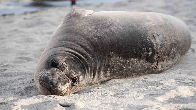 Baby Elephant Seal Stabbing in Oregon: Person of Interest Sought