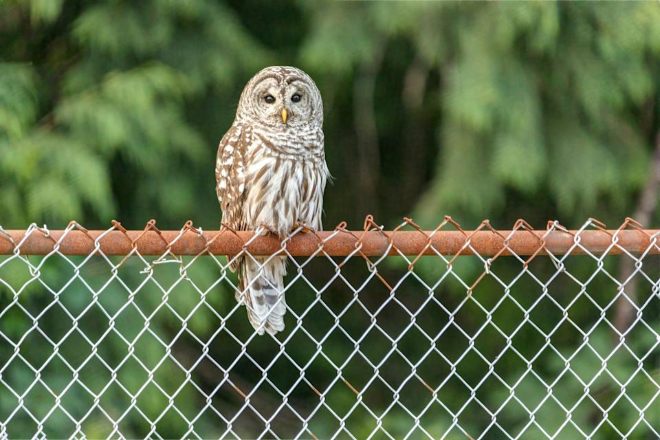Officer Rescues Owl Trapped in Barbed Wire; Bird Named in His Honor